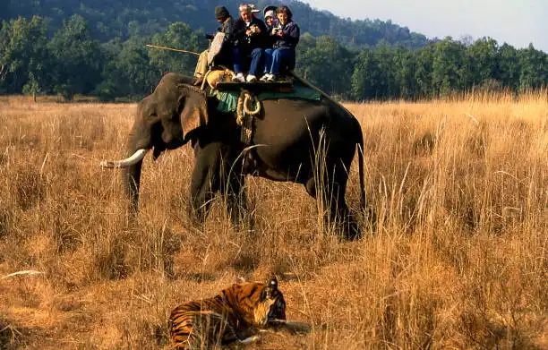 Jungal Safari