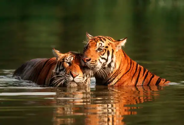 Tigers