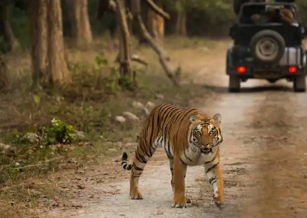 Tiger Safari
