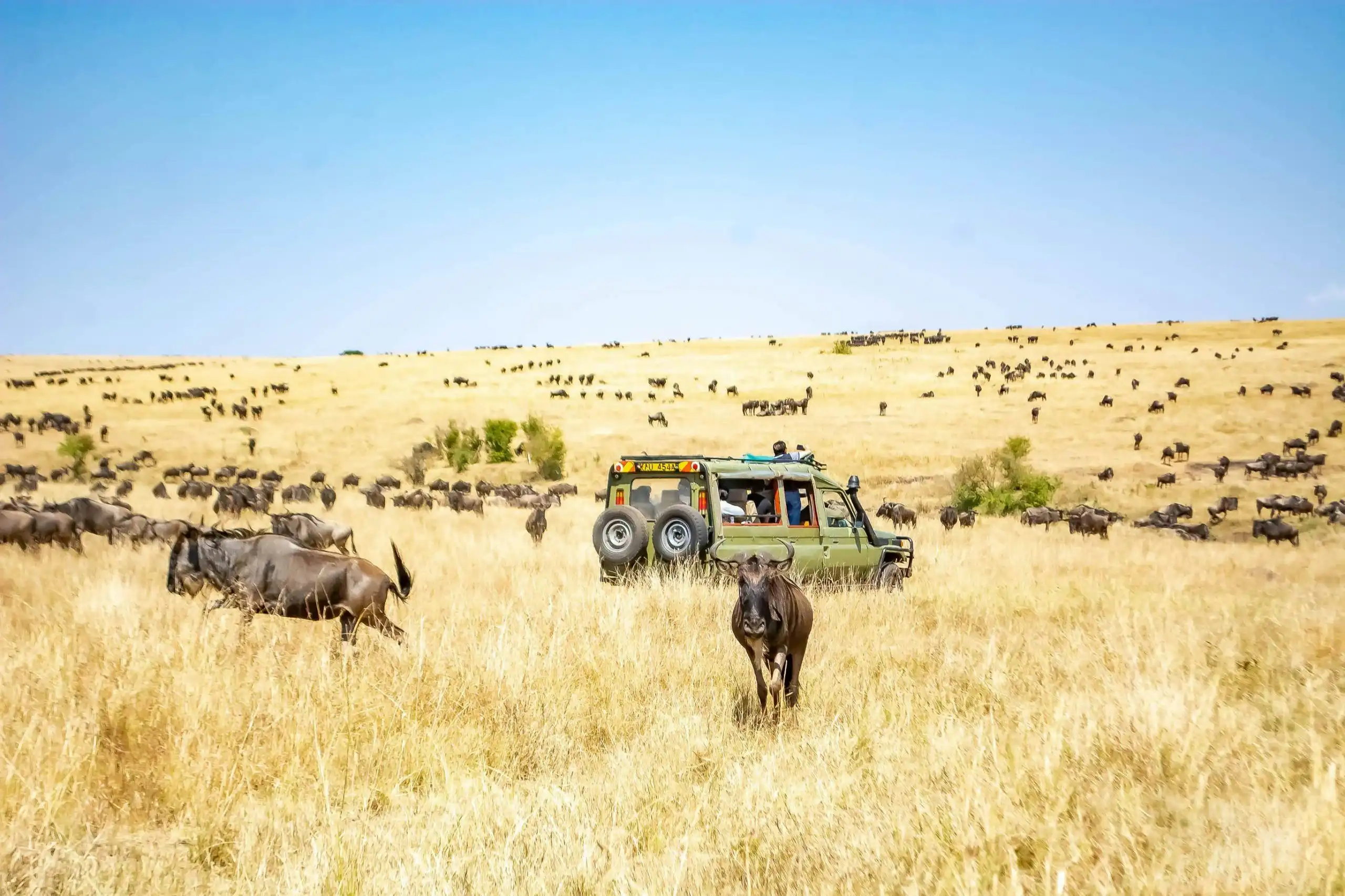 Jeep Safari